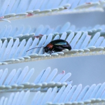 Adoxia benallae (Leaf beetle) at Wodonga - 27 Jan 2024 by KylieWaldon