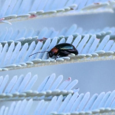 Adoxia benallae (Leaf beetle) at WREN Reserves - 28 Jan 2024 by KylieWaldon