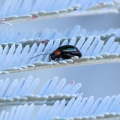 Adoxia benallae (Leaf beetle) at Wodonga, VIC - 27 Jan 2024 by KylieWaldon