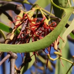 Amyema miquelii (Box Mistletoe) at Ewart Brothers Reserve - 27 Jan 2024 by KylieWaldon