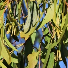 Amyema miquelii at Ewart Brothers Reserve - 28 Jan 2024