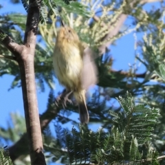 Acanthiza nana (Yellow Thornbill) at Wodonga - 27 Jan 2024 by KylieWaldon