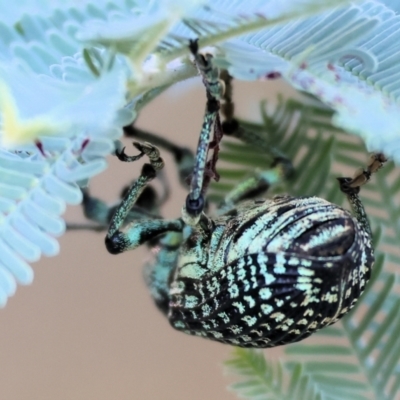 Chrysolopus spectabilis (Botany Bay Weevil) at Wodonga, VIC - 27 Jan 2024 by KylieWaldon