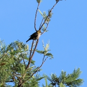 Zosterops lateralis at Ewart Brothers Reserve - 28 Jan 2024 07:24 AM