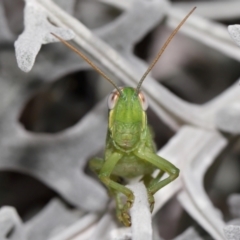 Valanga irregularis (Hedge Grasshopper) at Wellington Point, QLD - 27 Jan 2024 by TimL