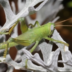 Valanga irregularis at Wellington Point, QLD - suppressed