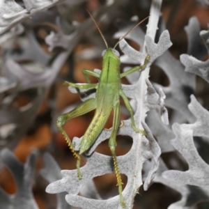 Valanga irregularis at Wellington Point, QLD - suppressed