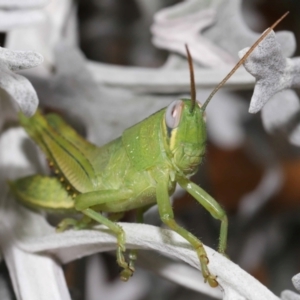 Valanga irregularis at Wellington Point, QLD - 27 Jan 2024