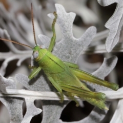 Valanga irregularis at Wellington Point, QLD - 27 Jan 2024