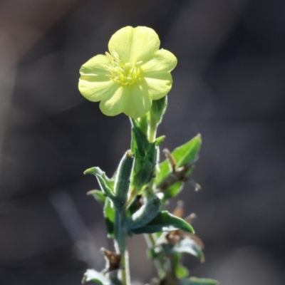 Unidentified Other Wildflower or Herb at Wodonga, VIC - 27 Jan 2024 by KylieWaldon