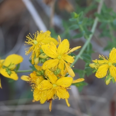 Hypericum perforatum (St John's Wort) at WREN Reserves - 27 Jan 2024 by KylieWaldon