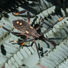Mictis profana (Crusader Bug) at Wodonga - 28 Jan 2024 by KylieWaldon