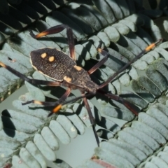 Mictis profana (Crusader Bug) at Ewart Brothers Reserve - 28 Jan 2024 by KylieWaldon