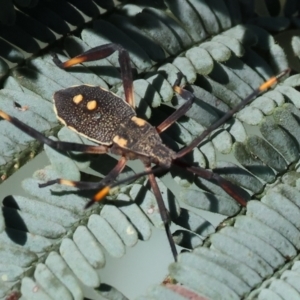 Mictis profana at Ewart Brothers Reserve - 28 Jan 2024