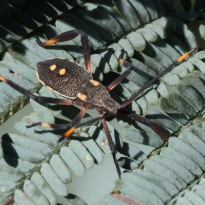 Mictis profana (Crusader Bug) at Ewart Brothers Reserve - 27 Jan 2024 by KylieWaldon