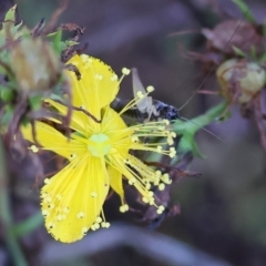 Grylloidea (superfamily) (Unidentified cricket) at WREN Reserves - 27 Jan 2024 by KylieWaldon