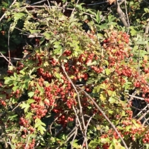 Crataegus monogyna at Ewart Brothers Reserve - 28 Jan 2024