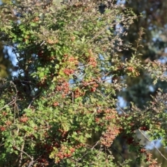 Crataegus monogyna at Ewart Brothers Reserve - 28 Jan 2024 07:02 AM