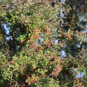 Crataegus monogyna at Ewart Brothers Reserve - 28 Jan 2024