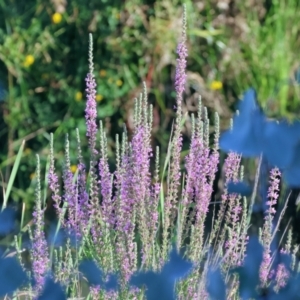 Lythrum salicaria at Ewart Brothers Reserve - 28 Jan 2024 07:02 AM