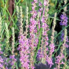 Lythrum salicaria at Ewart Brothers Reserve - 28 Jan 2024 07:02 AM