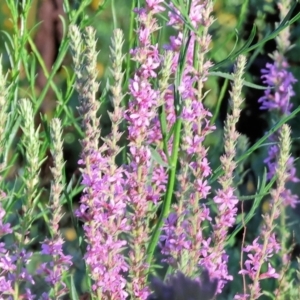 Lythrum salicaria at Ewart Brothers Reserve - 28 Jan 2024