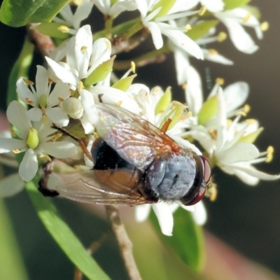 Calliphora augur (Lesser brown or Blue-bodied blowfly) at Wodonga - 27 Jan 2024 by KylieWaldon