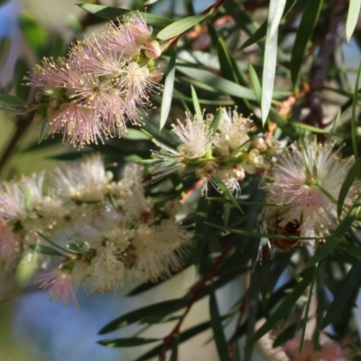 Callistemon sieberi (River Bottlebrush) at Wodonga, VIC - 27 Jan 2024 by KylieWaldon