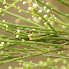 Choretrum candollei (White Sour Bush) at Wingecarribee Local Government Area - 24 Jan 2024 by Curiosity
