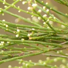 Choretrum candollei (White Sour Bush) at Wingecarribee Local Government Area - 23 Jan 2024 by Curiosity