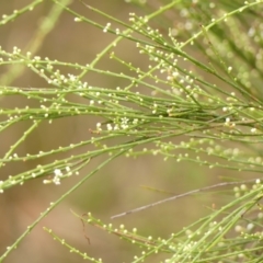 Choretrum candollei at Wingecarribee Local Government Area - 24 Jan 2024 10:06 AM
