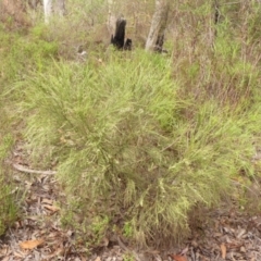 Choretrum candollei at Wingecarribee Local Government Area - 24 Jan 2024