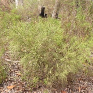 Choretrum candollei at Wingecarribee Local Government Area - 24 Jan 2024 10:06 AM