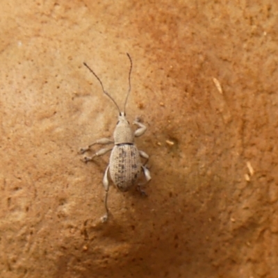 Unidentified Weevil (Curculionoidea) at Colo Vale, NSW - 23 Jan 2024 by Curiosity