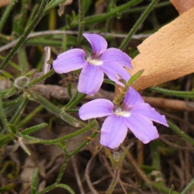 Scaevola ramosissima (Hairy Fan-flower) at Colo Vale, NSW - 23 Jan 2024 by Curiosity