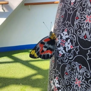 Delias harpalyce at Port Melbourne, VIC - 15 Jan 2024 03:30 PM