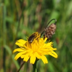 Lasioglossum (Chilalictus) lanarium (Halictid bee) at Griffith, ACT - 28 Jan 2024 by JodieR