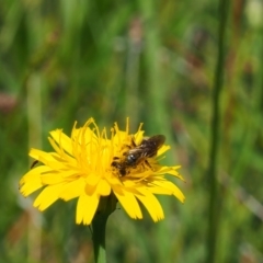 Lasioglossum (Chilalictus) lanarium at Griffith Woodland (GRW) - 28 Jan 2024 11:13 AM