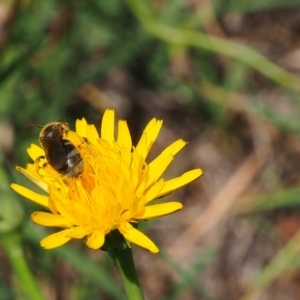 Lasioglossum (Chilalictus) lanarium at Griffith Woodland (GRW) - 28 Jan 2024 11:14 AM