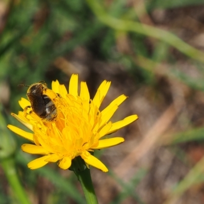 Lasioglossum (Chilalictus) lanarium (Halictid bee) at Griffith Woodland (GRW) - 28 Jan 2024 by JodieR