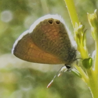 Nacaduba biocellata (Two-spotted Line-Blue) at Namadgi National Park - 28 Jan 2024 by JohnBundock