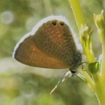 Nacaduba biocellata (Two-spotted Line-Blue) at Booth, ACT - 27 Jan 2024 by JohnBundock