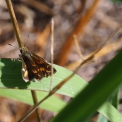 Taractrocera papyria (White-banded Grass-dart) at Griffith Woodland (GRW) - 28 Jan 2024 by JodieR