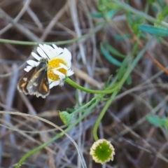 Taractrocera papyria at Undefined Area - 28 Jan 2024 11:19 AM