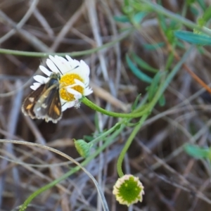 Taractrocera papyria at Undefined Area - 28 Jan 2024 11:19 AM