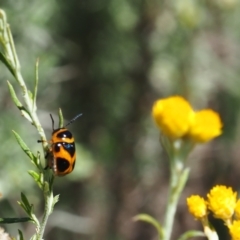 Aporocera (Aporocera) speciosa (Leaf Beetle) at Griffith, ACT - 28 Jan 2024 by JodieR