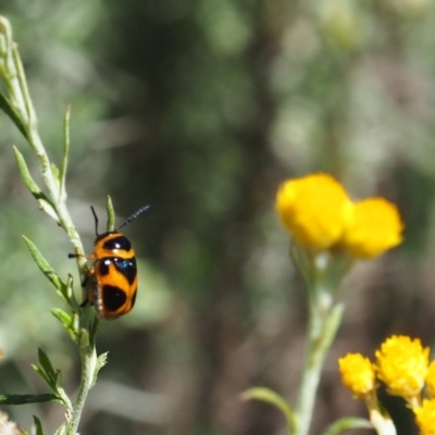 Aporocera (Aporocera) speciosa (Leaf Beetle) at Griffith Woodland - 28 Jan 2024 by JodieR