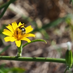 Lasioglossum (Chilalictus) sp. (genus & subgenus) at Griffith Woodland (GRW) - 28 Jan 2024 11:22 AM