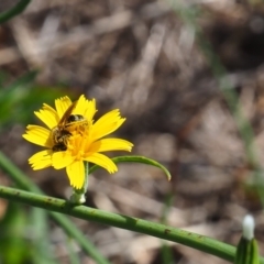 Lasioglossum (Chilalictus) sp. (genus & subgenus) at Griffith Woodland (GRW) - 28 Jan 2024 11:22 AM