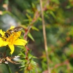 Lasioglossum (Chilalictus) sp. (genus & subgenus) (Halictid bee) at Griffith, ACT - 28 Jan 2024 by JodieR